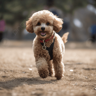 Baby Poodles wallpaper