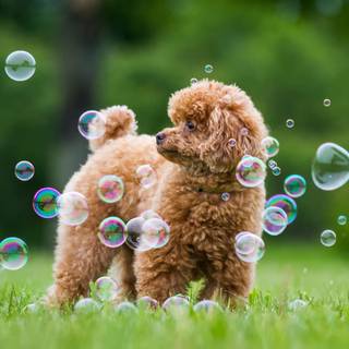 Baby Poodles wallpaper