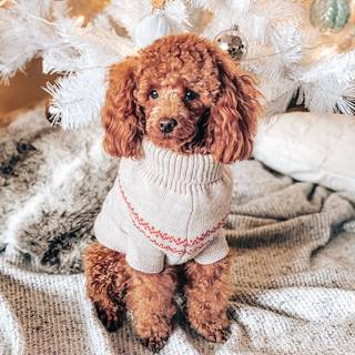 Baby Poodles wallpaper