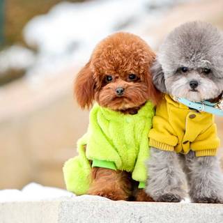 Baby Poodles wallpaper