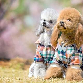 Baby Poodles wallpaper