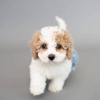 Baby Poodles wallpaper