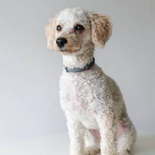 Baby Poodles wallpaper