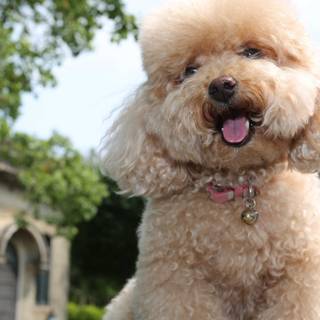 Baby Poodles wallpaper