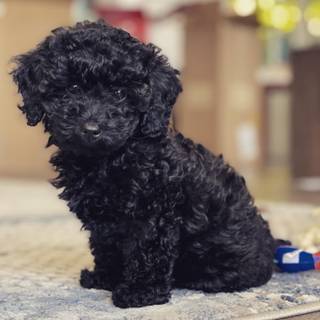 Baby Poodles wallpaper