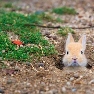 Rabbit autumn wallpaper