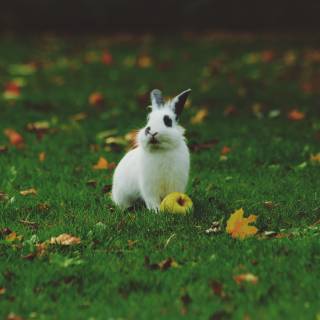 Rabbit autumn wallpaper
