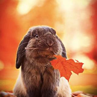 Rabbit autumn wallpaper
