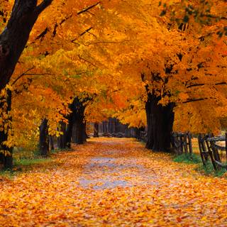 Anime nature 4k autumn wallpaper