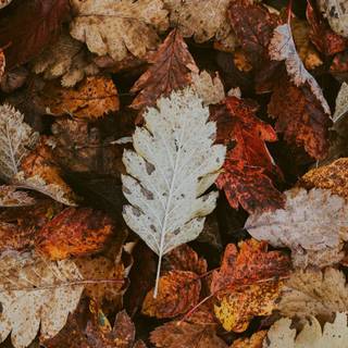 Autumn neutral iPhone wallpaper