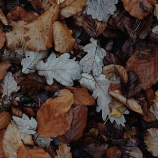 Autumn neutral iPhone wallpaper