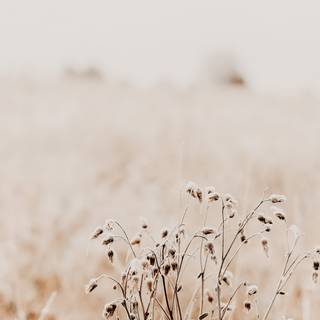 Autumn neutral iPhone wallpaper
