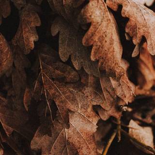 Autumn neutral iPhone wallpaper