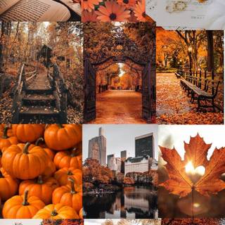 Autumn neutral iPhone wallpaper