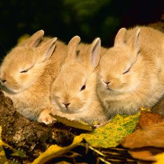 Rabbit autumn wallpaper