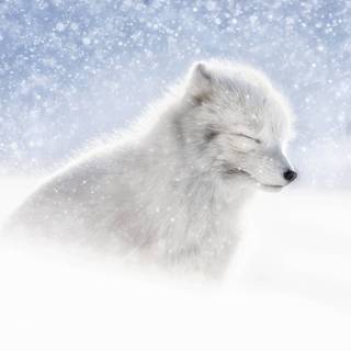 Cute artic fox wallpaper