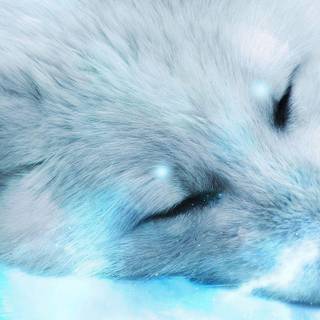 Cute artic fox wallpaper