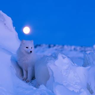 Cute artic fox wallpaper