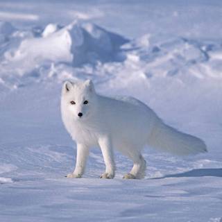 Cute artic fox wallpaper
