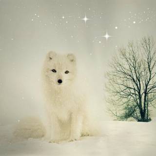 Cute artic fox wallpaper