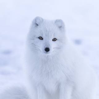 Cute artic fox wallpaper