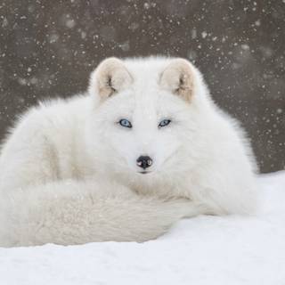 Cute artic fox wallpaper