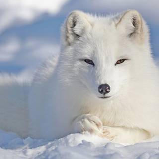 Cute artic fox wallpaper