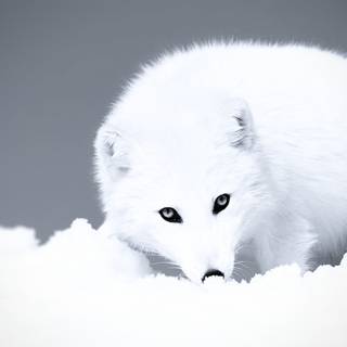 Cute artic fox wallpaper