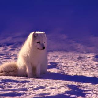 Cute artic fox wallpaper
