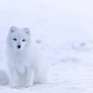 Cute artic fox wallpaper