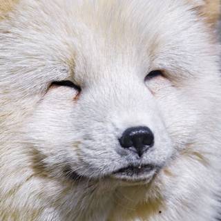 Cute artic fox wallpaper