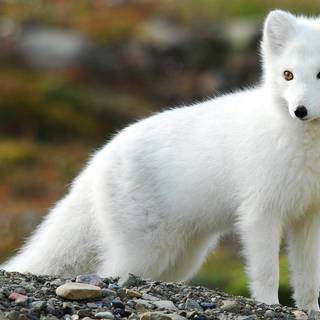 Cute artic fox wallpaper