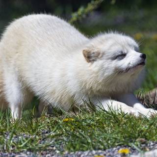 Cute artic fox wallpaper