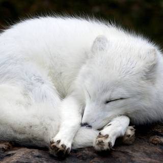 Cute artic fox wallpaper
