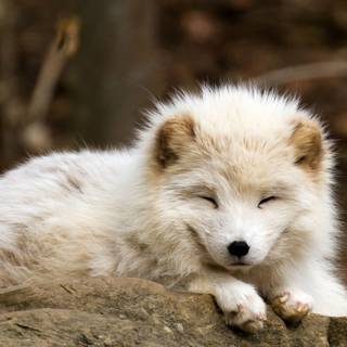 Cute artic fox wallpaper