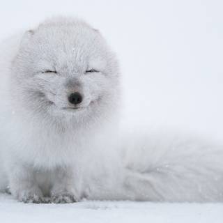 Cute artic fox wallpaper