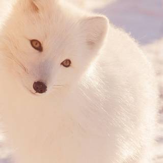 Cute artic fox wallpaper