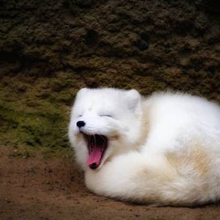 Cute artic fox wallpaper