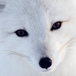 Cute artic fox wallpaper