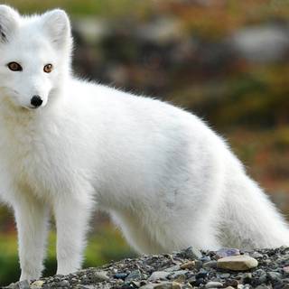 Cute artic fox wallpaper