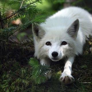Cute artic fox wallpaper