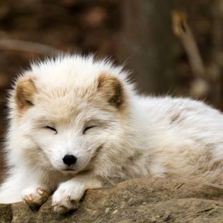 Cute artic fox wallpaper