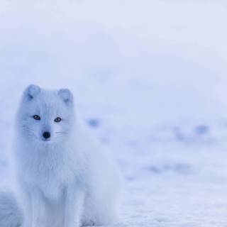 Cute artic fox wallpaper
