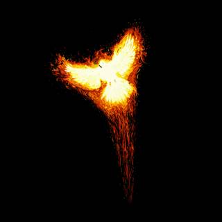 Phoenix bird 4k wallpaper