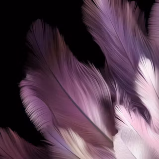 Oppo Find N3 Flip wallpaper