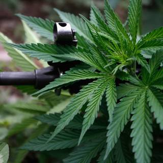 Cannabis desktop wallpaper