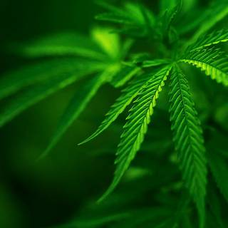 Cannabis desktop wallpaper