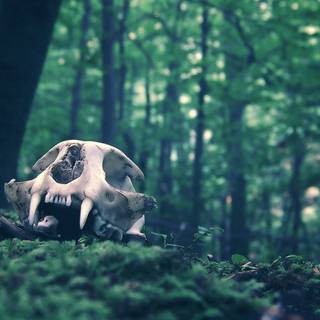 Anime skulls wallpaper