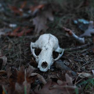 Animal bones wallpaper