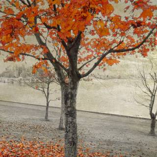 Twilight autumn wallpaper